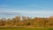 Bare winter trees in a sunny marsh