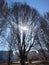 The bare wood. Urban landscape Trees against blue sky.