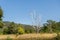 Bared white birch trunk with branches on background of lush green vegetation and blue sky.