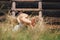 Barefoot boy sleeps on the grass near ladder in haystack