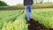 Barefoot farmer goes on the ground among the pea beds.