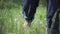 Barefoot feet men running in white dandelions