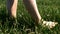 Barefoot female feet tread on green grass, that sways in wind, in field or in meadow. Close-up.