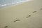 Barefoot footprints on a pristine sandy beach in tropical Vietnam