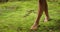 Barefoot person walking on lush green moss, connection with the earth felt. Virgin untouched coniferous forest on the