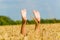 Barefoot in the wheat field