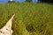 Barefoot of young girl lying on meadow