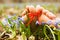 Barefooted woman\'s feet in flowers. Ribbon bow