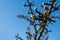 Barely blossoming buds of apple tree flowers against the blue sky and still bare branches of a tree without foliage.