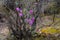 Barely blossoming flowers of wild rosemary maralnik in the local dialect in Altai