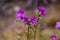 Barely blossoming flowers of wild rosemary maralnik in the local dialect in Altai