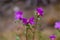 Barely blossoming flowers of wild rosemary maralnik in the local dialect in Altai