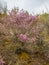 Barely blossoming flowers of wild rosemary maralnik in the local dialect in Altai, Russia