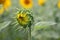 Barely opened sunflower against the background of a sunflower field, green leaves and stems, vegetable background