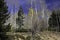 Baren Aspens under a Blue Sky