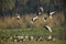 Barheaded Geese Landing