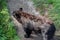 Baribal bear in Zoo Olomouc,Czech republic