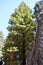 Bariloche, Argentina.Victoria Island view of the Pine tree in the wood