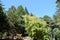 Bariloche, Argentina.Victoria Island view of the Pine trees in the wood