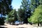 Bariloche, Argentina.Victoria Island view of the Pine trees in the wood