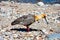 Bariloche bird called Bandurria Austral Theristicus melanopis