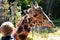 Baringo Giraffe