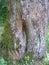 Bark of aged forest oak tree with branch