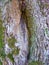 Bark of aged forest oak tree with hollow