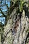 Bark of Ancient Oak Tree, Norfolk, England, UK