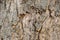 Bark background