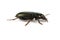 Bark beetle, big greenish beetle on white background Latin name Selatosomus gravidus