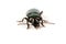 Bark beetle, big greenish beetle on white background Latin name Selatosomus gravidus