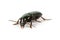 Bark beetle, big greenish beetle on white background Latin name Selatosomus gravidus