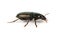 Bark beetle, big greenish beetle on white background Latin name Selatosomus gravidus