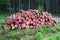 Bark beetle infection cut trees forest pink paint net