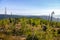 Bark beetle infested spruce forest. Many trees have already died.