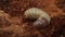 Bark beetle larva