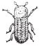 The bark beetle Linnaeus, vintage engraving