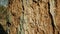Bark beetle pest deciduous oak forests European infested drought dry attacked Xyleborus monographus ambrosia, Scolytus
