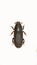 Bark Beetle on white Background