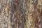 Bark beetle wood texture