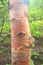 Bark of Bhoj Patra Tree (Betula Utilis), Himalaya, Uttarakhand, India