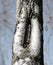 Bark of the birch tree with the shape like a vagina