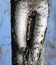 Bark of the birch tree with the shape that resembles a female re