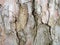 Bark close-up. Skin of a tree The bark of a southern tree is cracked. Protection. In the botanical garden