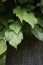 Bark close up of Tilia tree