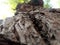 Bark Closeup Vachellia nilotica, Kikar, Babool, Gum arabic tree