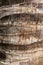 Bark of coconut palm closeup
