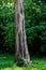 Bark of common black locust Robinia pseudoacacia with typical furrows and longitudinal cracks