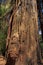 Bark Details of a Coastal Redwood